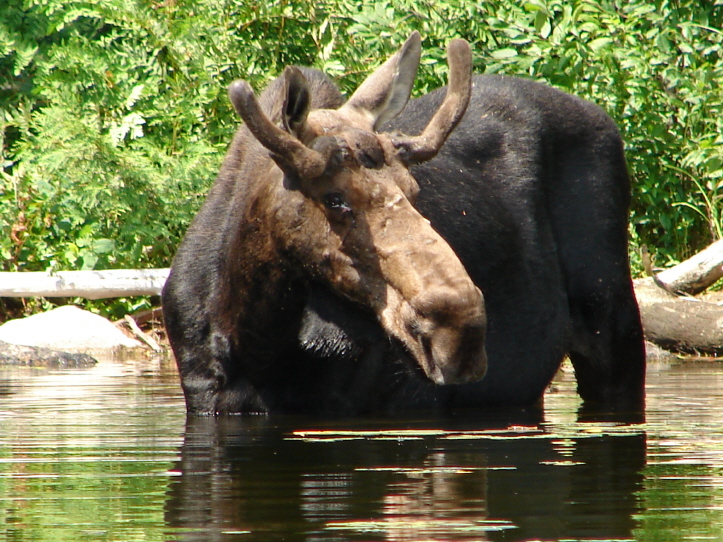 Moose Near Lac La Croix in the Quetico_ORIGINAL Moose in a river.